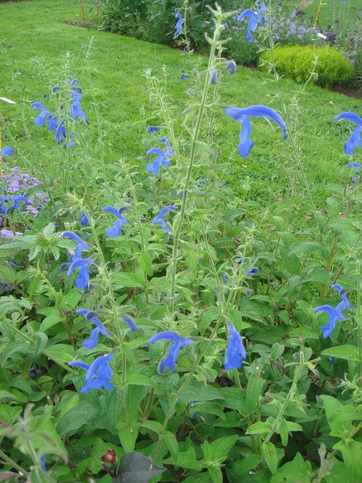 Salvia patens 'Blue Angel'